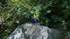 Chrysactinia pinnata