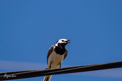 Motacilla alba