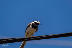 Motacilla alba