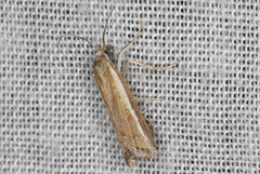 Ptochostola microphaeellus