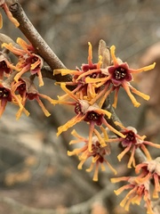 Hamamelis vernalis