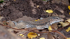 Callopistes maculatus