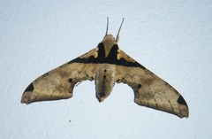 Adhemarius eurysthenes