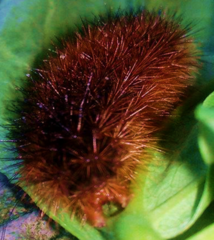 Lepidoptera