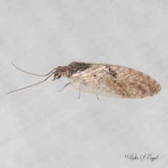 Sympherobius barberi