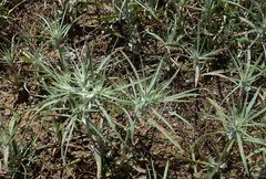 Ceratocarpus arenarius