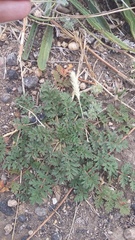 Erodium ciconium