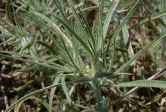 Ceratocarpus arenarius