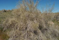 Haloxylon ammodendron
