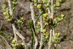 Haloxylon ammodendron
