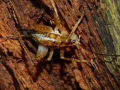 Talitropsis
