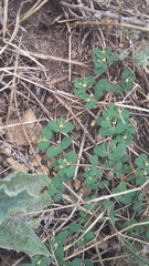 Euphorbia chamaesyce