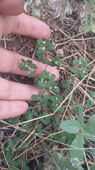 Euphorbia chamaesyce