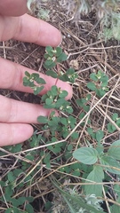 Euphorbia chamaesyce