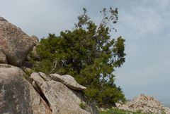 Juniperus seravschanica