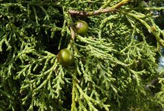 Juniperus seravschanica