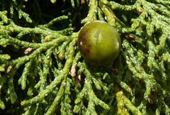 Juniperus seravschanica