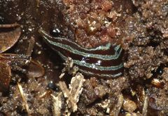 Australopacifica splendens