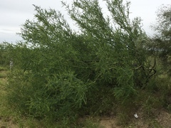 Parkinsonia texana macra
