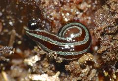 Australopacifica splendens