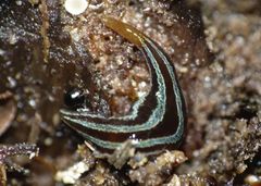 Australopacifica splendens