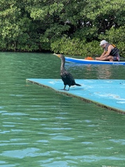 Phalacrocorax auritus image