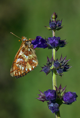 Boloria napaea