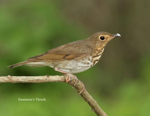 Swainson's Thrush