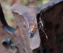 Tarsostenodes leucogramma