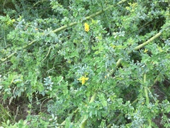 Parkinsonia texana macra