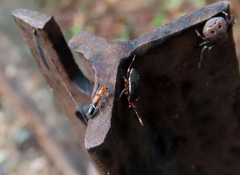 Tarsostenodes leucogramma