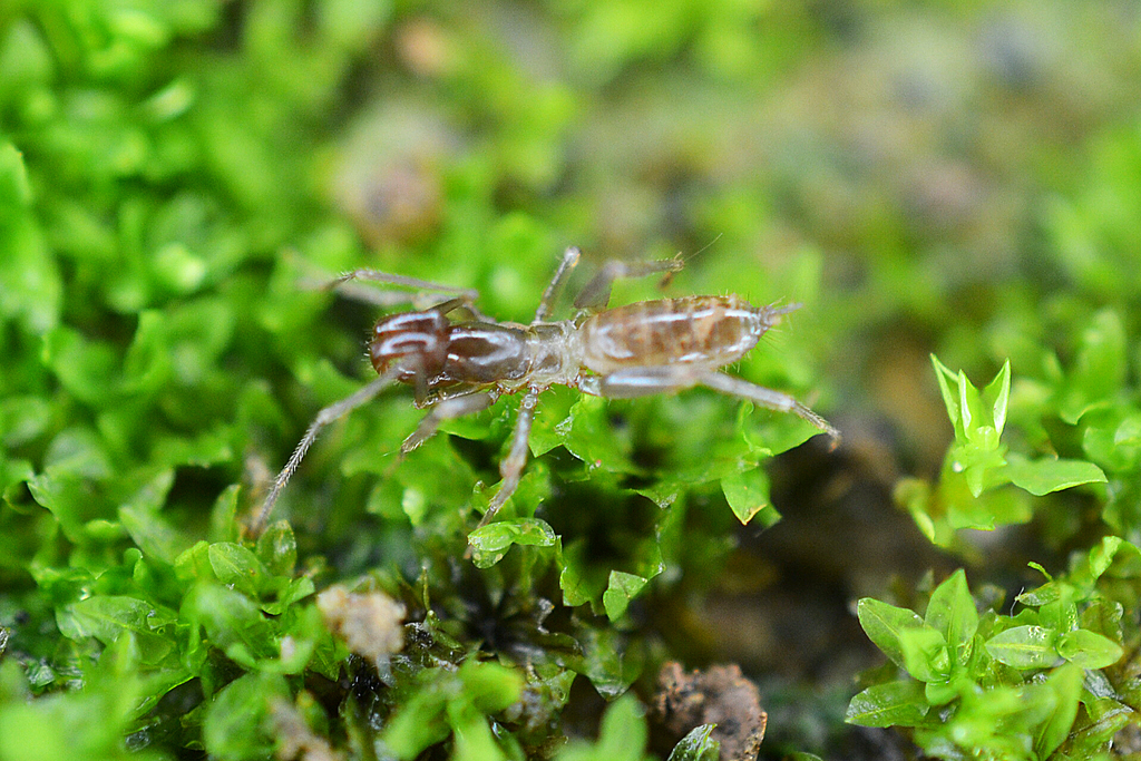 Stenochrus chimalapas