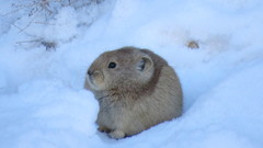 Ochotona rufescens
