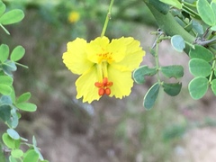 Parkinsonia texana macra