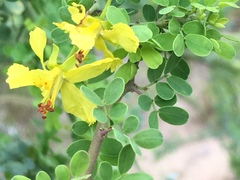 Parkinsonia texana macra