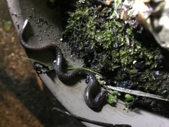 Batrachoseps attenuatus