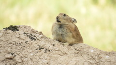 Ochotona rufescens