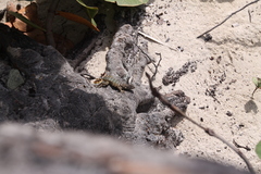 Leiocephalus carinatus