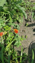 Cochlospermum wrightii