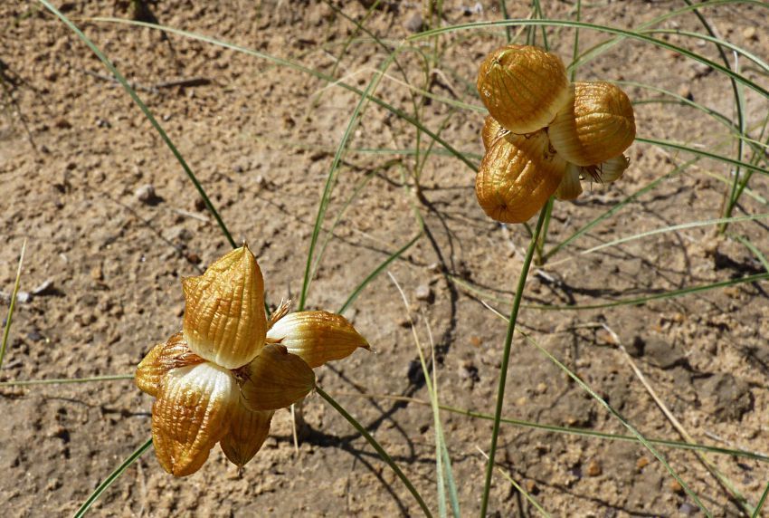 Carex sect. Physodeae