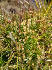 Colobanthus quitensis