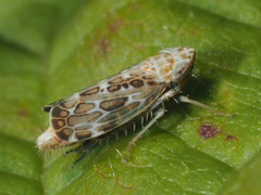 Errastunus ocellaris