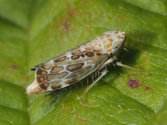 Errastunus ocellaris