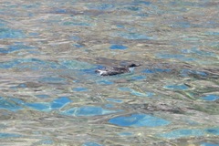 Synthliboramphus craveri