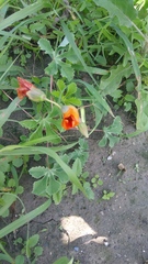 Cochlospermum wrightii