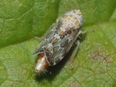 Errastunus ocellaris