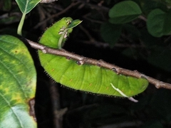 Cocytius antaeus
