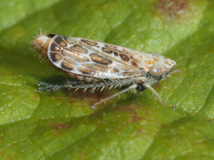 Errastunus ocellaris