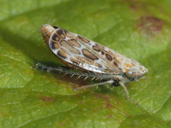 Errastunus ocellaris