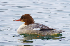 Mergus merganser